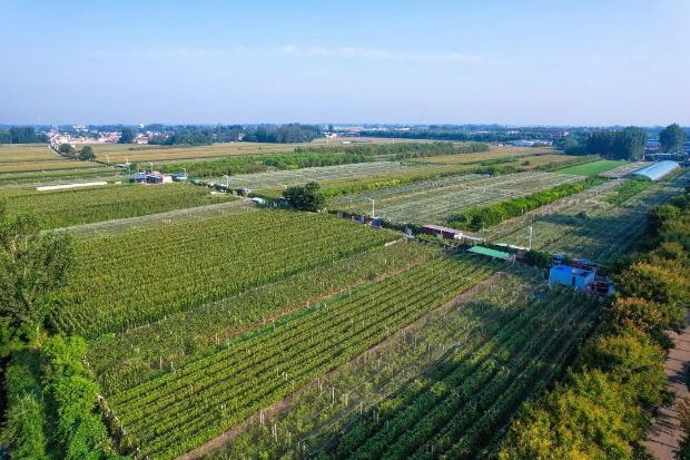 清丰：葡萄串起致富新希望